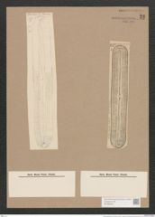 Navicula gentilis Donk. (de-Toni-Nr.: Genus 1, Species 6) Zeichnungen Sammlung Grunow Nr. 23 (NHMW-BOT-W0366206)
